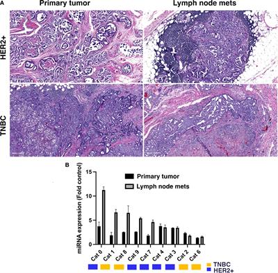 Case report: MicroRNA-10b as a therapeutic target in feline metastatic mammary carcinoma and its implications for human clinical trials